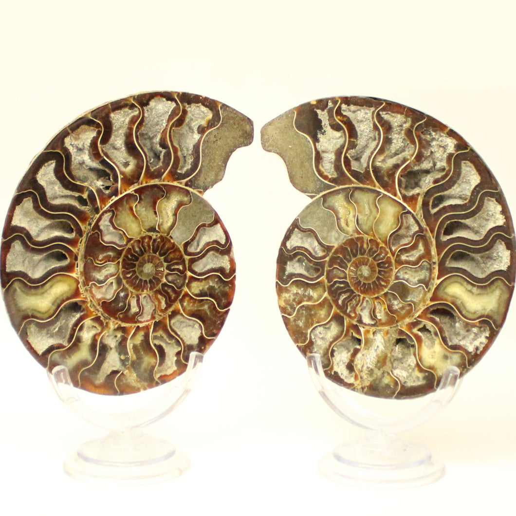 Ammonite a fette-2271 gr