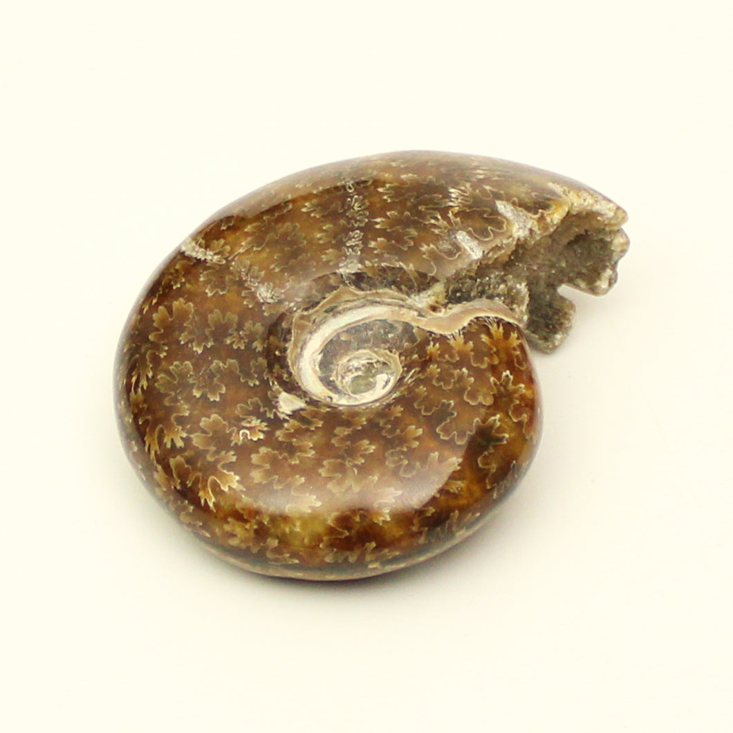 Ammonite intera-156 gr