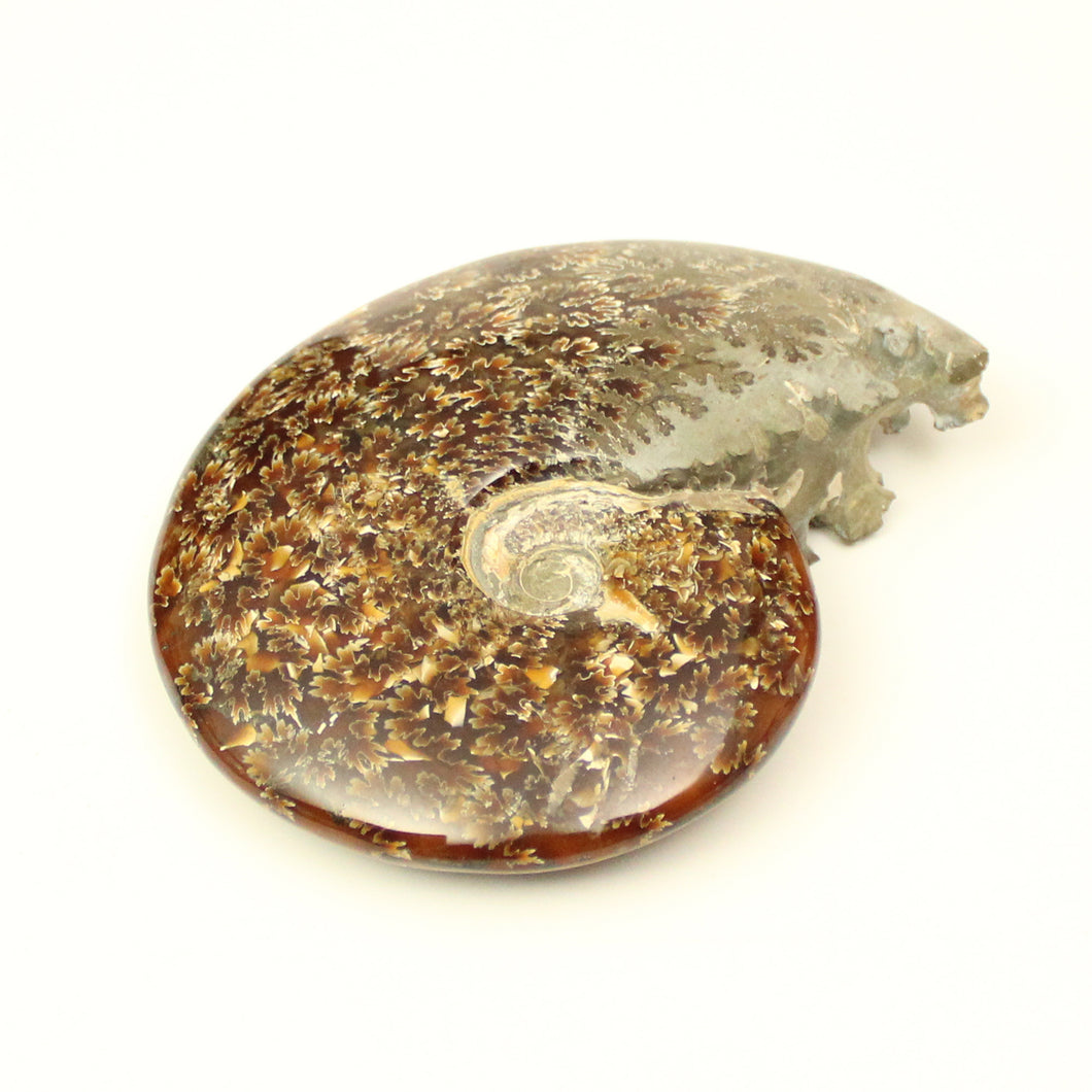 Ammonite intera-560 gr