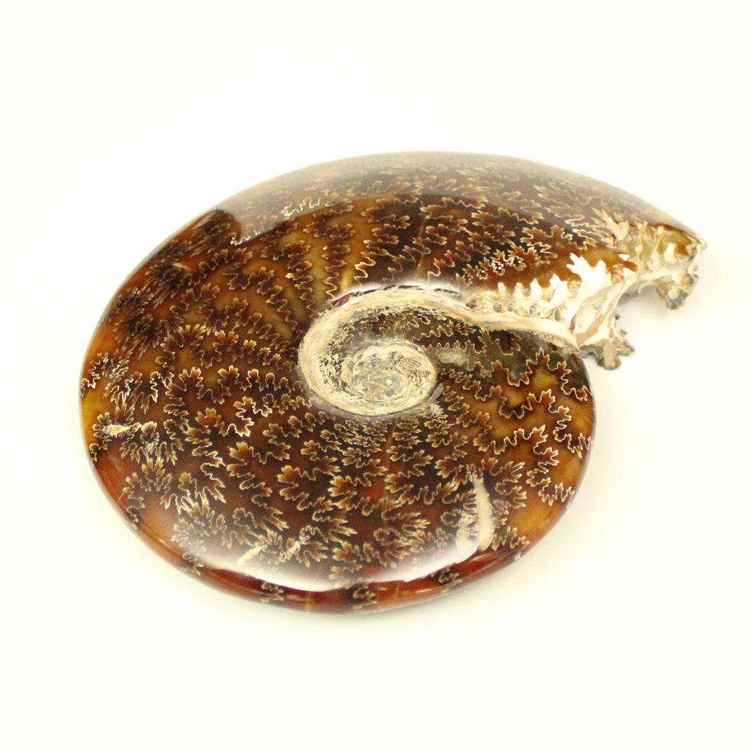 Ammonite intera-1180 gr