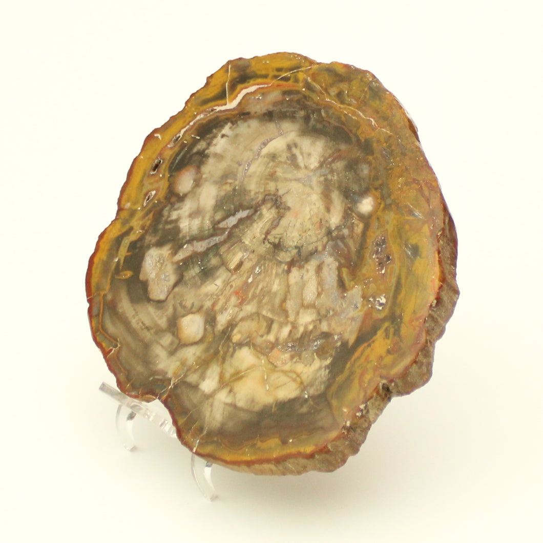 Fetta Legno fossile-443 gr